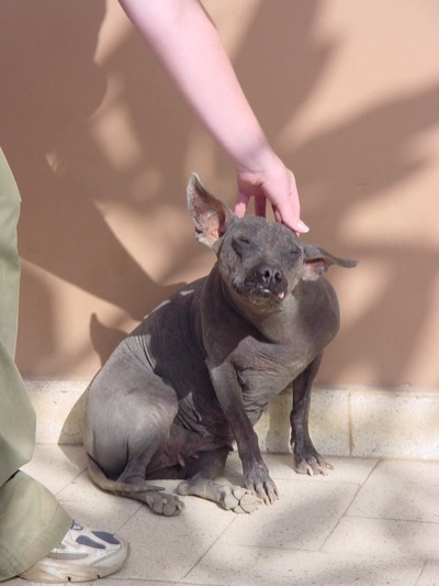 peruvian hairless dogs